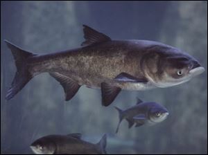 Bighead Asian carp, the species of these at Chicago's Shedd Aquarium, have moved toward Lake Michigan by a series of natural and man-madewaterways.