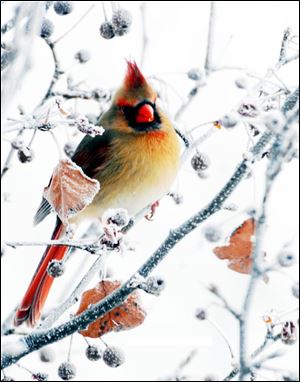 'Female Cardinal,' by Dennis Herbster, won Best of Show at the Toledo Artists' Club Winter Wonderland Show.