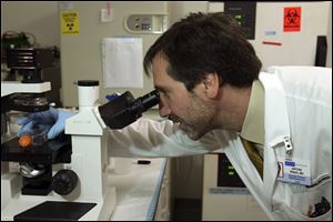 Dr. Antoni Ribas views cancer cells through a microscope.