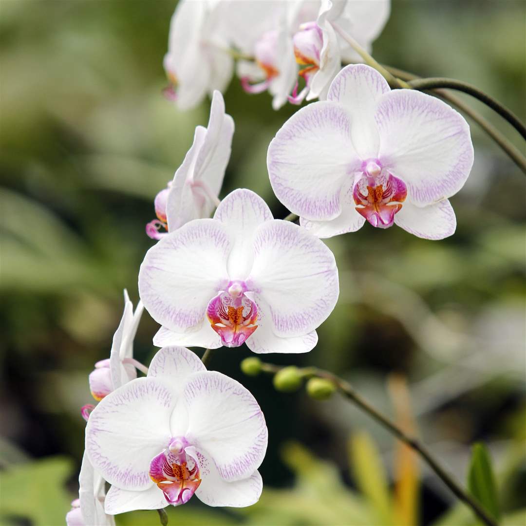 Phal-Picotee-Orchid