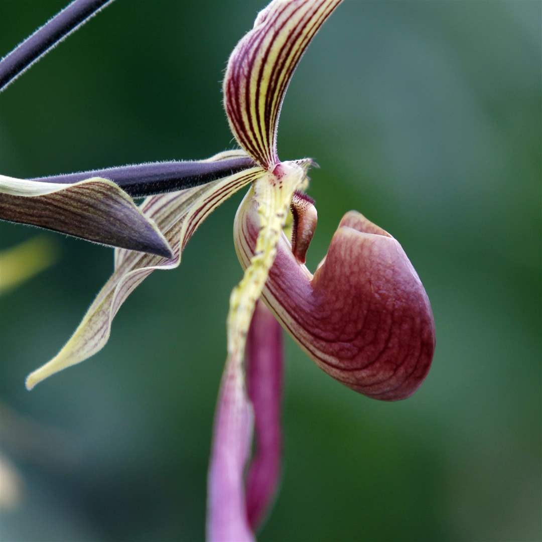 Slipper-Orchid