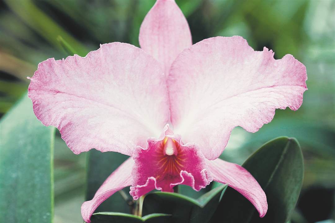 C-Karae-Lyn-Sugiyama-X-Soph-Coccinea-Grandiflora-Orchid