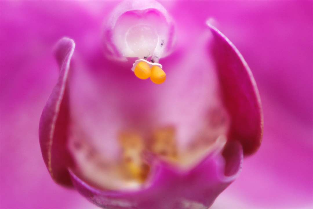 Phalaenopsis-Pollen-Orchid