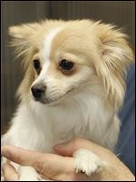 'Juanita,' a female papillon mix, 5207