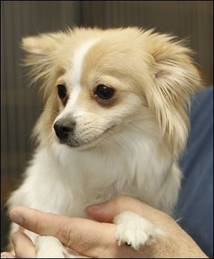 'Juanita,' a female papillon mix, 5207