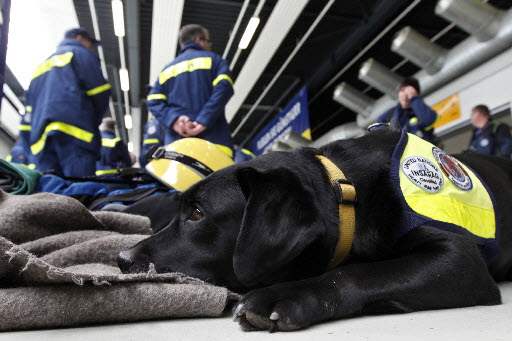 Japan-Aftermath-search-rescue-dog-Pia