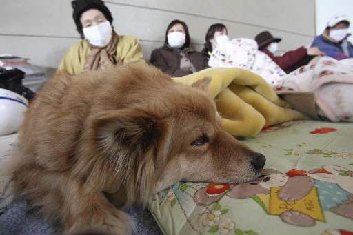 Japan-disaster-Minamisanriku-shelter-dog