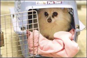 Not all of the dogs confiscated in the raid were ‘pit bulls.’ A Pomeranian sits quietly in a dog carrier at the Monroe County Animal Control Shelter.