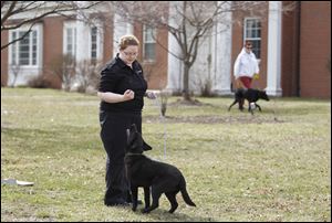Jada, a female Labrador, focuses on Lucas County Dog Warden Julie Lyle. Jada was sent back to the dog warden after the Toledo Correctional Institution canceled its dog obedience and training program.