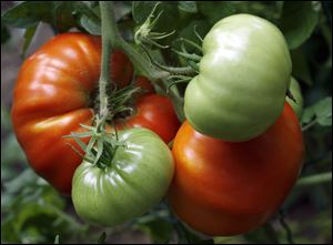 Start your pizza garden with a tomato plant in the center of a large pot.