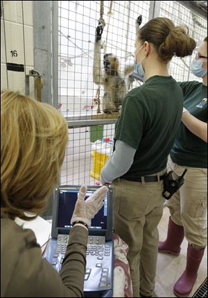 Connie Warner, a registered ultrasound technician who volunteers at the Toledo Zoo, left, directs Katie Clifton, as she holds an ultrasound transducer on a gibbon.