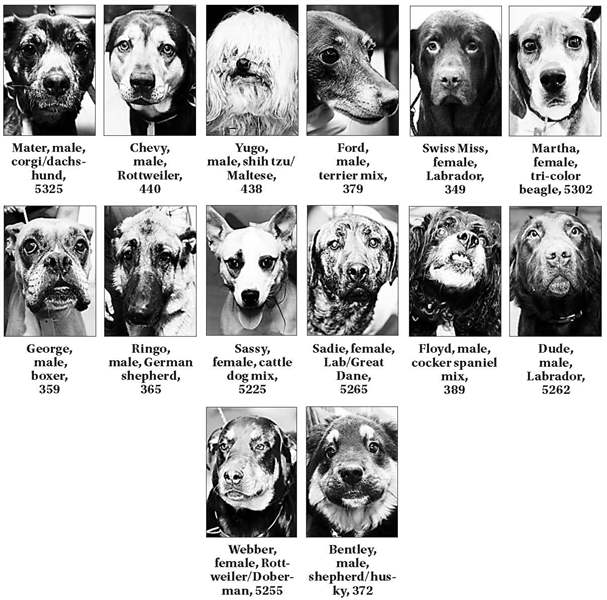 dogs-for-adoption-4-10