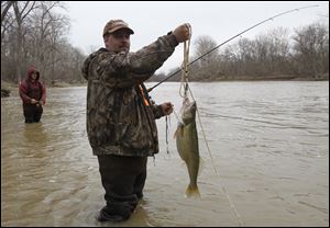 Swanton resident Gary Shaver shows the walleye he pulled from the Maumee River. 