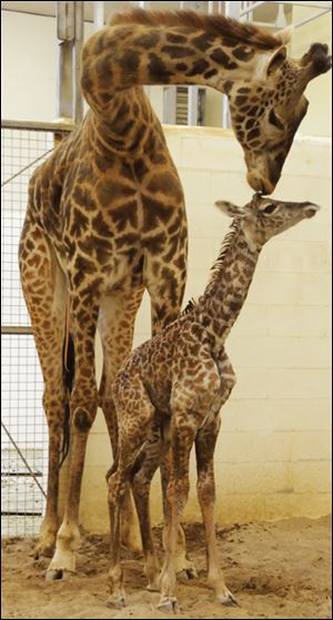 Tessa, a 4-year-old Maasai giraffe, left, and her calf were on display earlier this month at the Cincinnati Zoo.