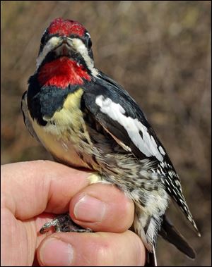 A yellow-bellied sapsucker, such as this male banded at the Black Swamp Birders Observatory, will be on the move soon.