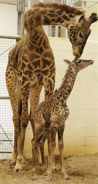 Tessa-giraffe-Cincinnati-Zoo