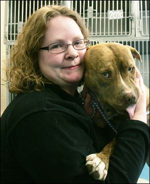 Lucas County Dog Warden Julie Lyle holds a ‘pit bull’ that pound personnel named ‘Amos’ after he arrived in 2010. She says that ‘pit bulls’ and ‘pit bull’ mixes are by far the highest numbers of animals her agency deals with, and ‘if they continue to reproduce on the street, we’re not taking care of the problem.’