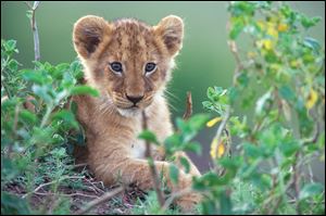 A lion cub learns how to focus on potential prey in a scene from 'African Cats.'