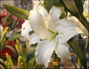 Toledo area florists report sales of Easter lilies are better than last year.