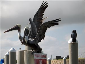 Brown pelicans prepare for lift off from a piling on the Brownsville Shipping Channel by South Padre Island, Texas. Behind them is a plastic owl meant to frighten away nuisance birds.