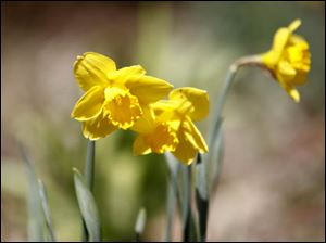 Yellow Daffodils brighten Rita Dreyer's front garden.