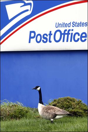 A male Canada goose named Harry patrols the post office grounds on South Detroit Avenue, where his mate, Sally, has laid her eggs near the building's entrance.