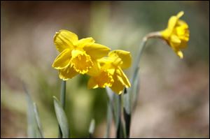 Yellow Daffodils brighten Rita Dreyer's front garden.