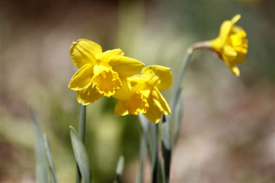 yellow-daffodils-rita-dreyer