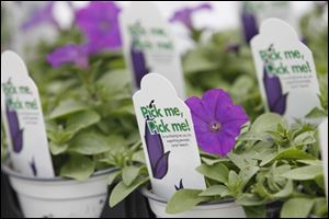 Through June 30, 50 cents from every pot of purple petunias sold will be contributed toward research on pancreatic cancer. 