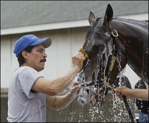 Kentucky Derby hopeful Midnight Interlude gets his morning bath by groom Roman Trujillo on Monday at Churchill Downs in Louisville, Ky. 
