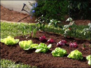 How To Make Growing Your Own Vegetables As Earth-Friendly As Possible