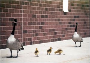 Harry, Sally, and goslings in happier times near the South Toledo Post Office, before the crash that killed Sally.