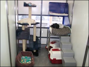 Battersea operates a cattery consisting of 90 climate-controlled ‘cat homes’ housing up to 150 cats or kittens.