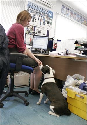 Dogs that become too stressed in kennels are taken to the administrative offices at the Battersea Dogs and Cats Home to spend a few hours in a more relaxed setting.