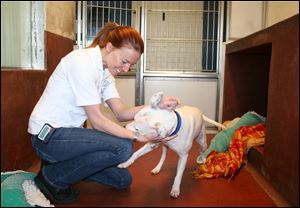 Claire Porteous, Battersea animal welfare manager, plays with Comet, a young Staffordshire bull terrier.