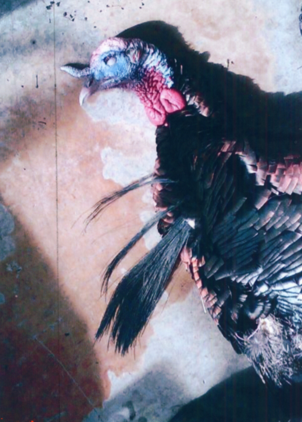 Wild turkey with 3 beards? Not farfetched in the least The Blade
