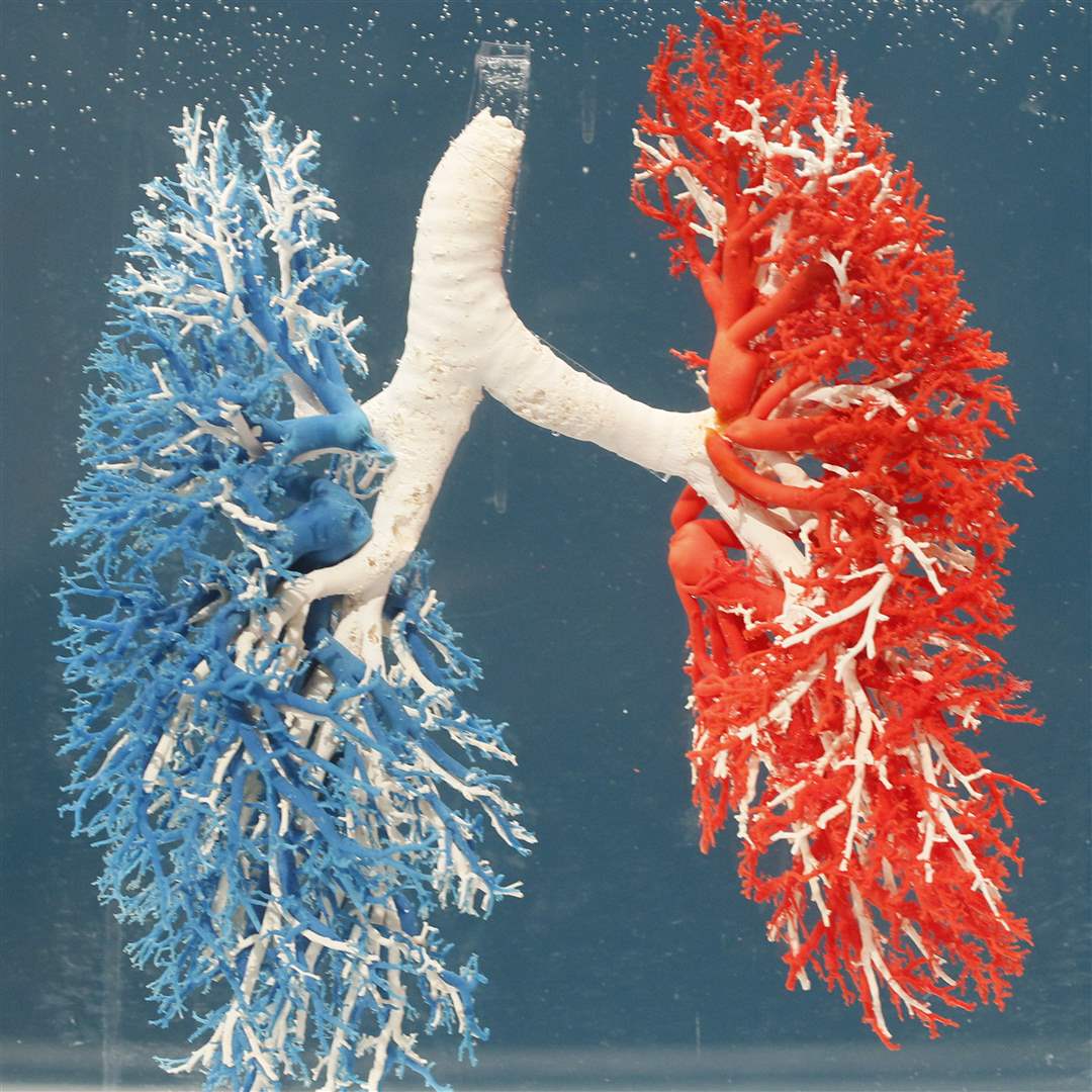 Bodies-Revealed-Exhibit-blood-vessels-and-lungs