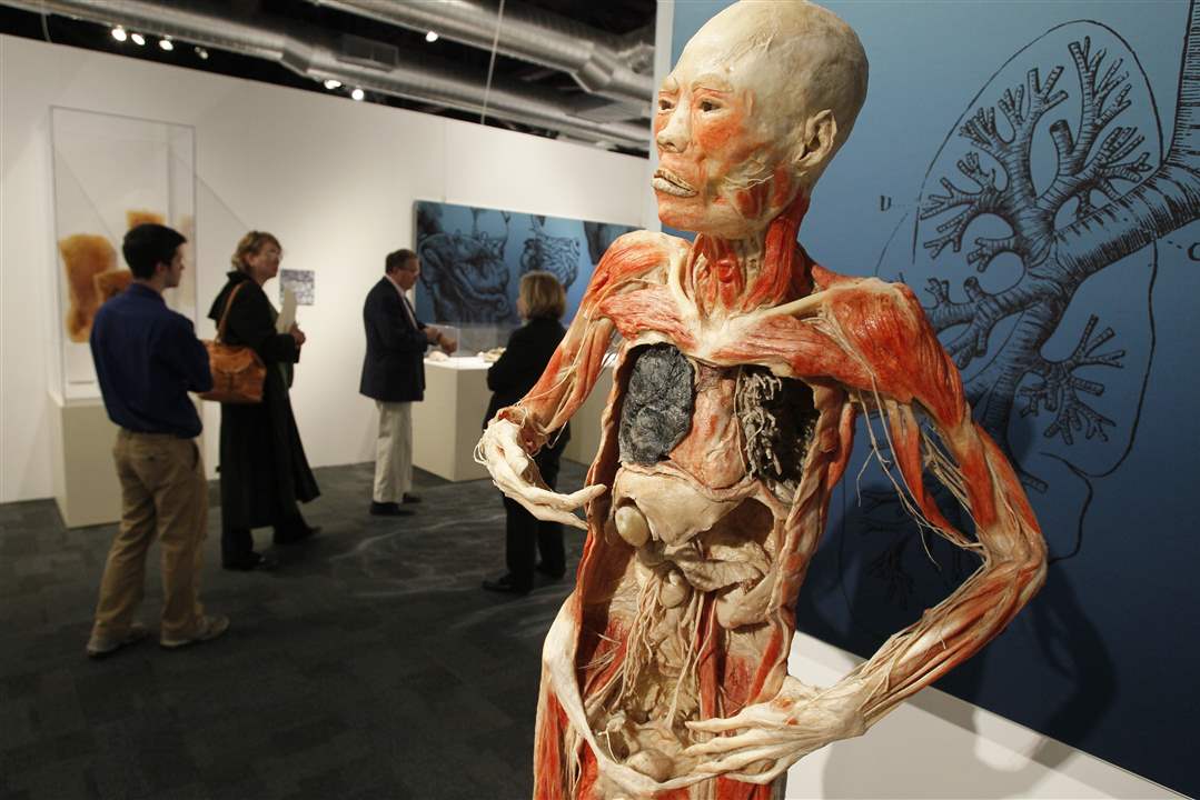 Bodies-Revealed-Exhibit-damaged-lungs