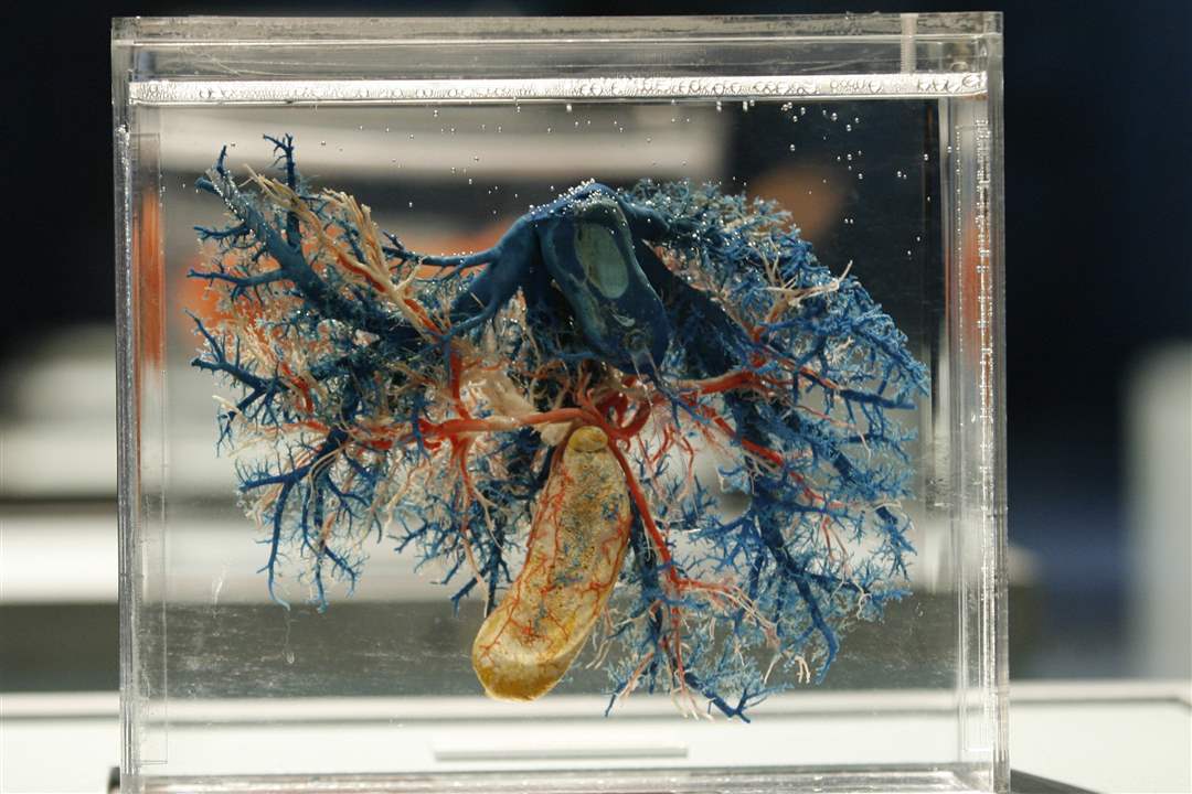 Bodies-Revealed-Exhibit-liver-and-blood-vessels