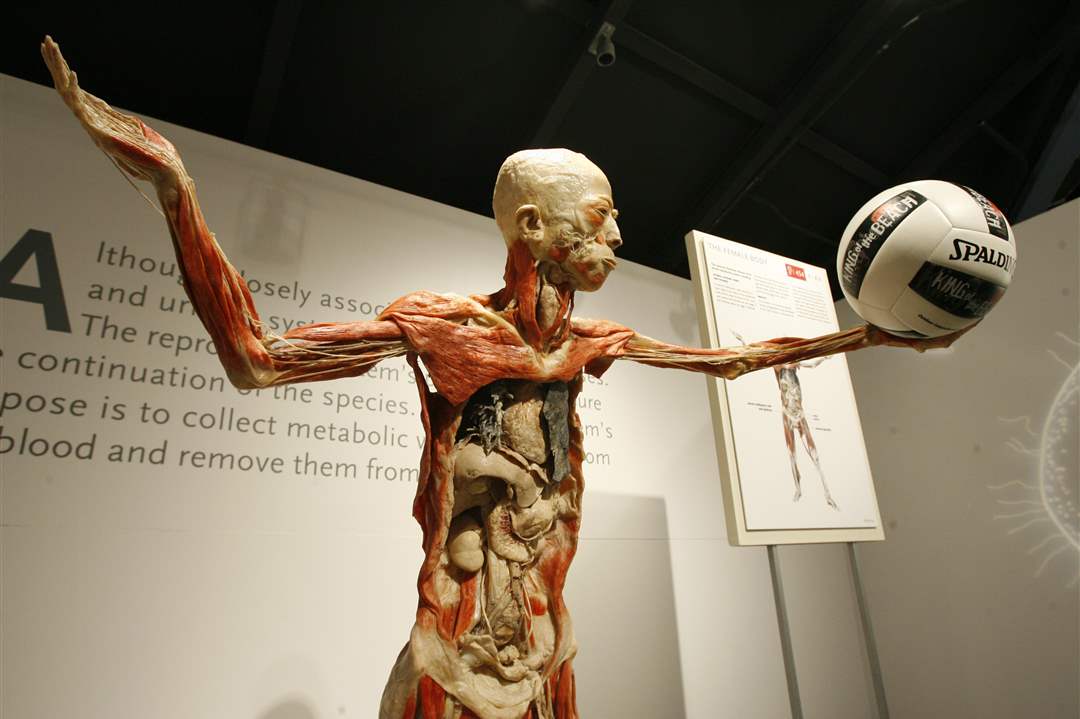 Bodies-Revealed-Exhibit-skeleton-with-volley-ball