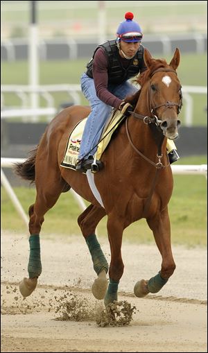 Kentucky Derby winner Animal Kingdom gets a morning workout Monday from David Nava at the Fair Hill Training Center. The colt is a 2-1 odds favorite for Saturday's 136th Preakness Stakes. In 135 runnings, 70 favorites have won.