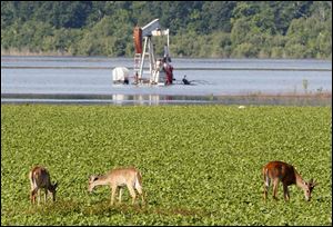 Deer feed in front of an oil derrick in Concordia Parish, Louisiana, where residents have been warned to be mindful of wildlife pushed out of their habitats by the floods.