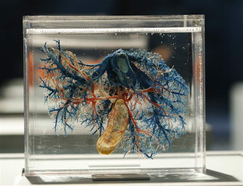 liver-blood-vessels