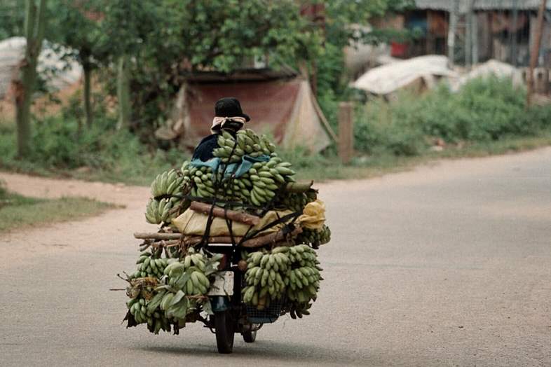 Bananas-are-delivered-by-motorbike-in-the-Song-Ve-Valley