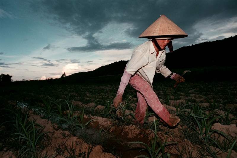 Nguyen-Thi-Que-continues-to-weed-her-cornfield