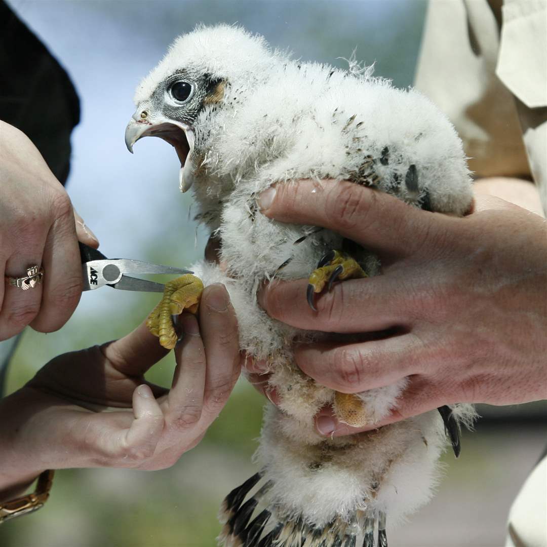 BG-falcon-chicks-banding-3