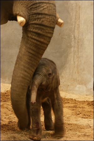 The male elephant calf, not yet a full day old, rubs against the trunk of his mother, Renee, one the Toledo Zoo's two female African elephants.