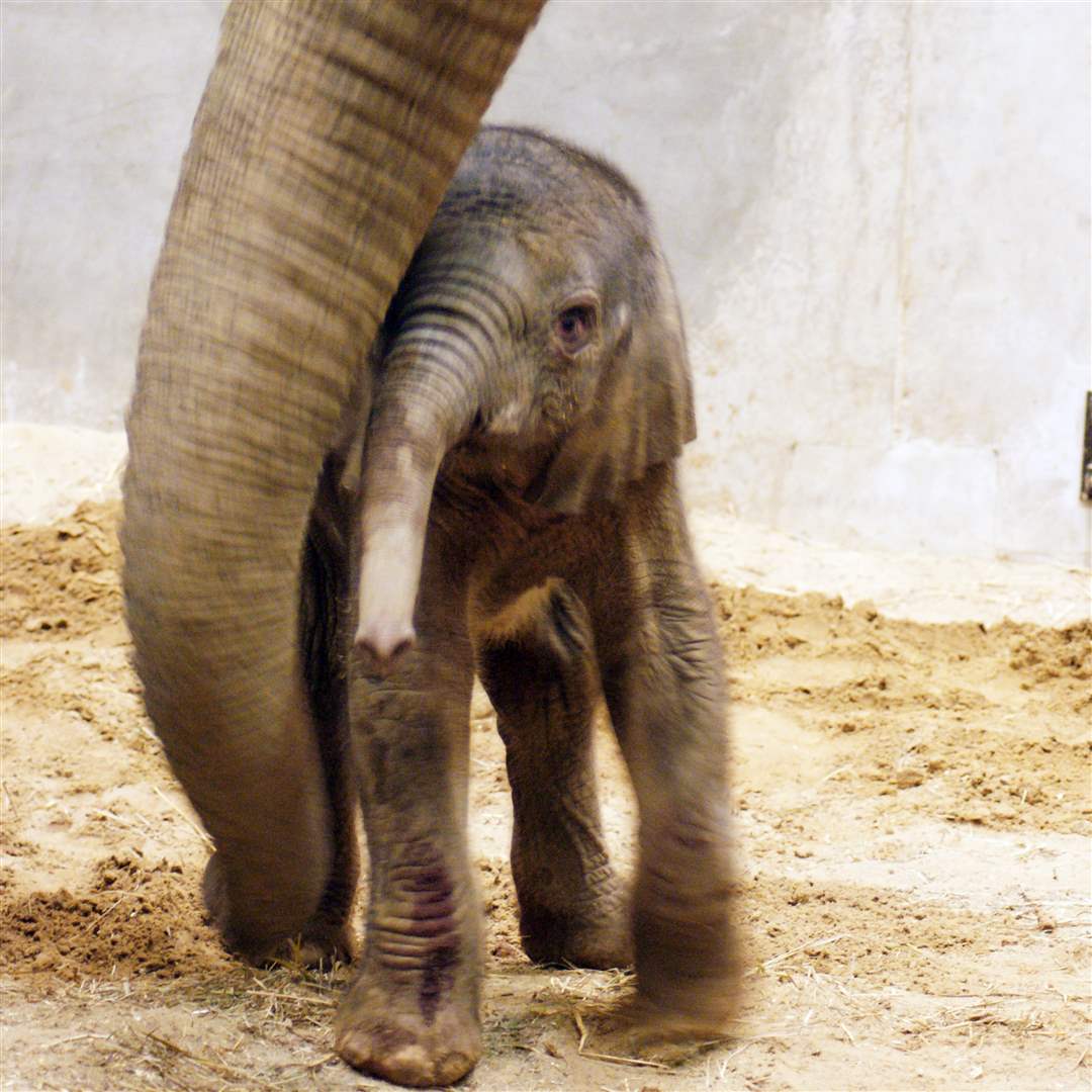 Toledo-Zoo-baby-elephant-maternal-Renee