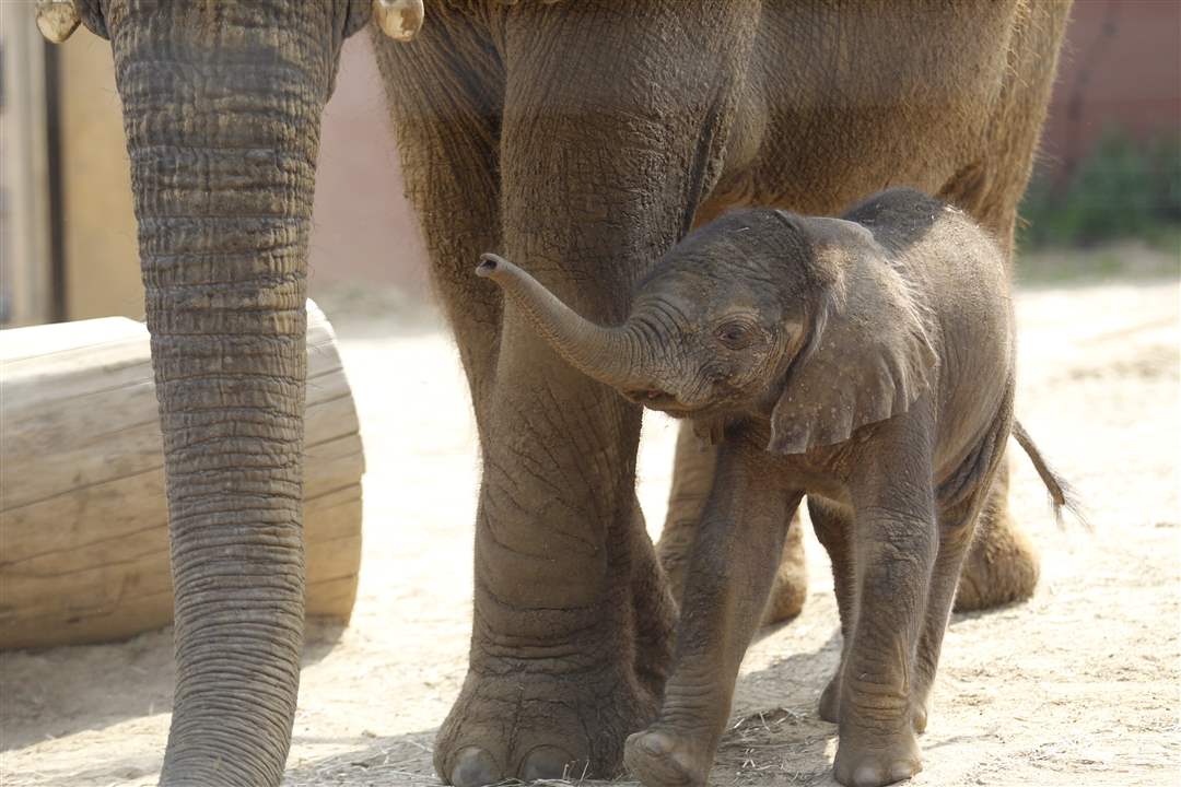 Toledo-Zoo-baby-elephant-305-pounds