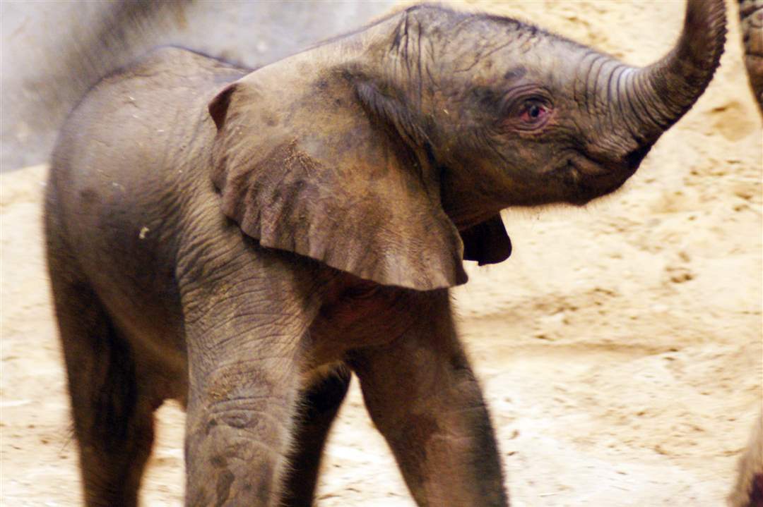 Toledo-Zoo-baby-elephant-just-after-birth